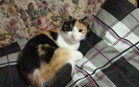 Что обсуждают в Кирове: продажу кошки за миллион и появление тепла в домах