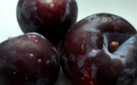 В Кирове готовили к продаже 5 тонн зараженных слив