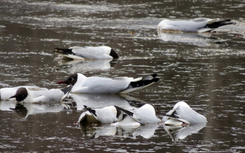 В Кирове организуют протест против глобального потепления