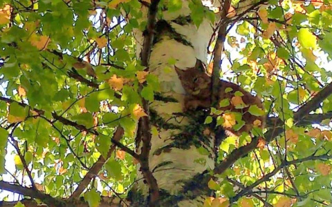 В Кировской области на березе заметили рысь