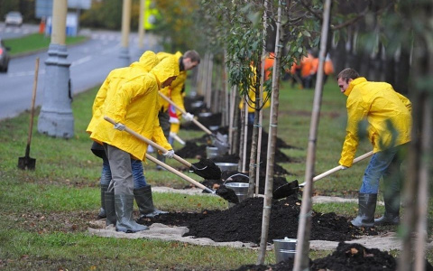 В Кирове вдоль новых дорог высадят аллеи
