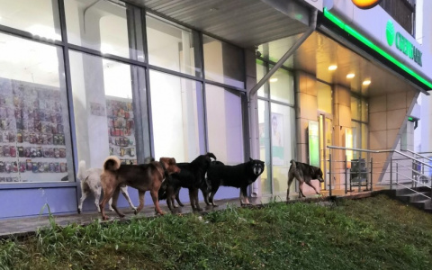 "Надо ликвидировать хозяев, а не животных": стаи собак пугают жителей района в Кирове