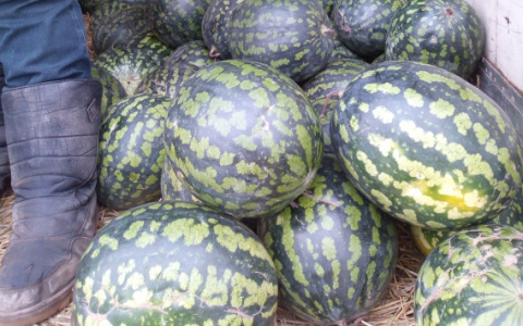 В Кировской области обнаружили две тонны подозрительных арбузов