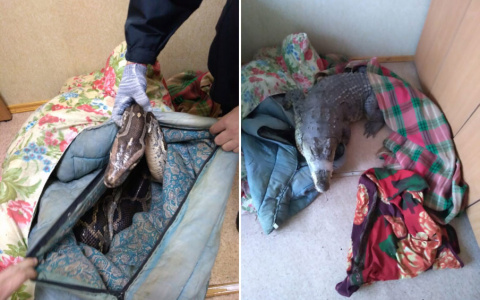 Что обсуждают в Кирове: судьба крокодила - участника ДТП и прорыв трубы с кипятком