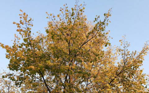 В Кировской области бушует сильный ветер