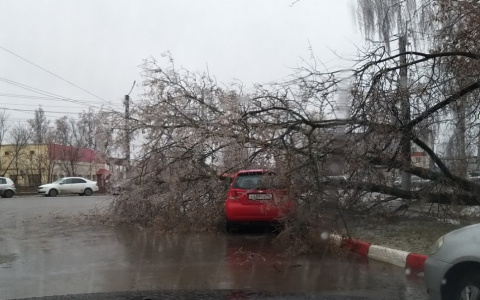 В Кирове после ледяного дождя на машину упало дерево