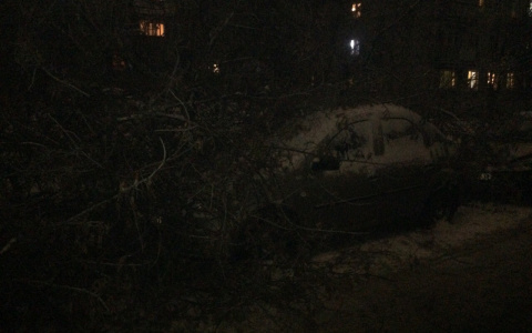 В Кирове дерево упало на две машины