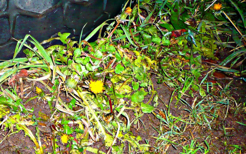 В Кировской области в середине ноября расцвели одуванчики