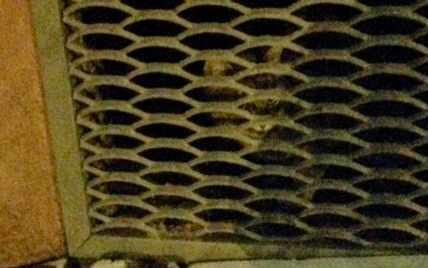 Из-за ремонта в подвале на Луганской замуровали кошек