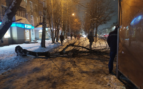 "Вокруг одна гниль!" на Воровского старое дерево упало на женщину