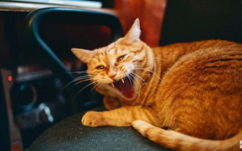 В двух районах Кировской области ввели карантин по бешенству