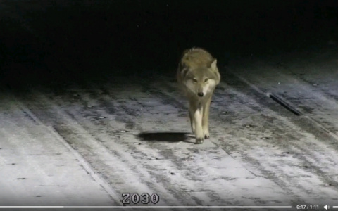 Первые жертвы: в поисках пищи волки подбираются к деревням и селам в Кировской области