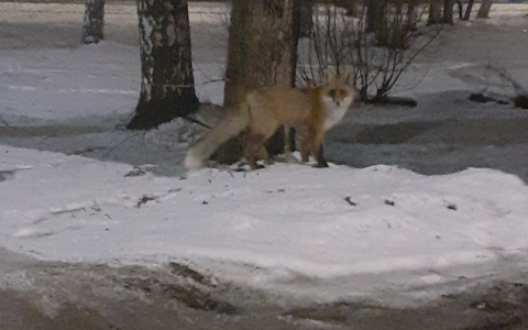 В Кирове заметили лису, гуляющую по городу