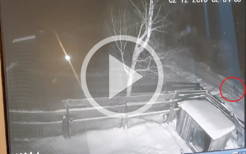 Видео: в Кировской области волки подошли к жилым домам