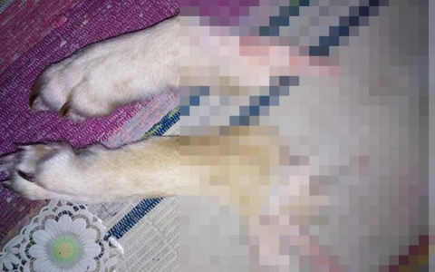«От собак остаются лишь лапы»: в Кировской области волки нападают на домашних псов