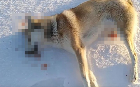 На депутата кировского Заксобрания, расстрелявшего двух собак, завели уголовное дело