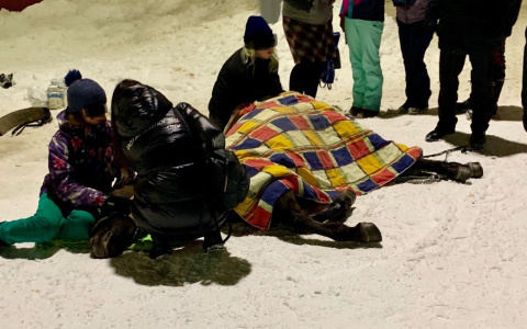 "Издавала страшные хрипы": на Театральной площади 3 часа умирала лошадь