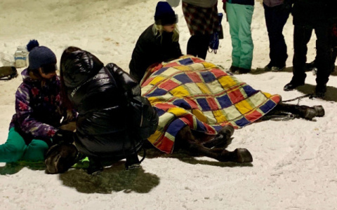 Что обсуждают в Кирове: лошадь, умирающая на на Театральной, и огромная лужа на Лепсе