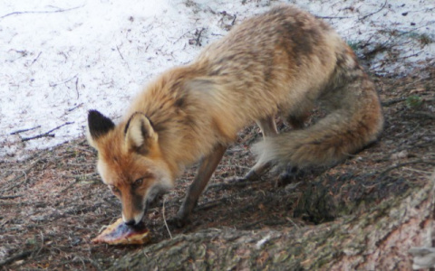 В Котельниче лиса напала на домашнюю собаку: есть подозрение на бешенство
