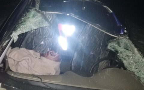 21-летняя кировчанка на "Ладе" чудом выжила, сбив лося на трассе