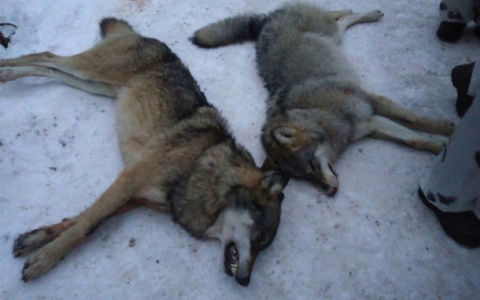 Жители Подосиновского района пожаловались в прокуратуру на опасных волков