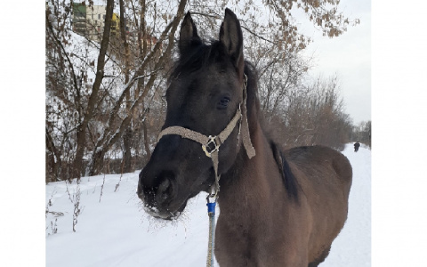 Стало известно состояние пострадавшей на Театралке лошади