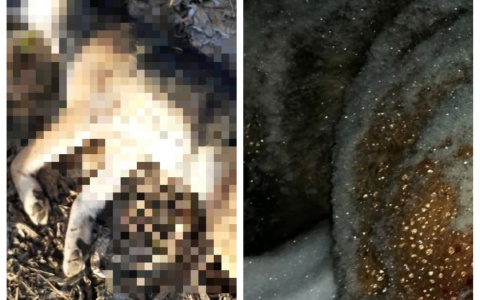 В Кировской области неизвестные убивают собак