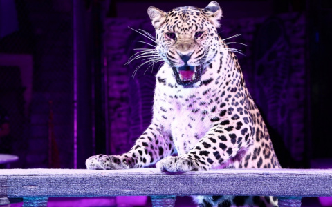 Известные дрессировщики рассказали, каких хищников сложно приручить