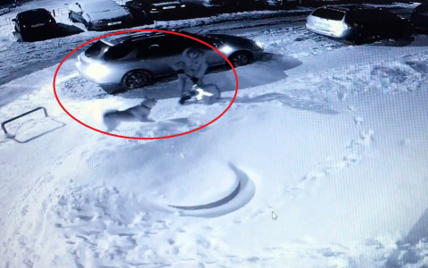 Пострадали десятки человек: в Кирове собака держит в страхе целый микрорайон