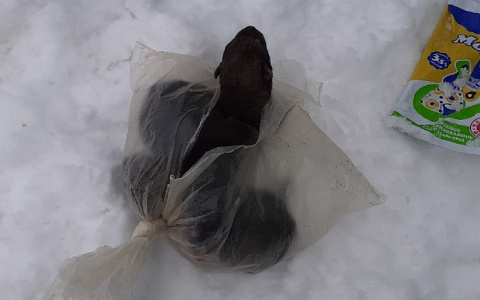 В Омутнинске в мусорном баке нашли пакет со щенками