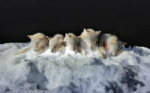 В Кировской области охотники добыли сразу пять волков