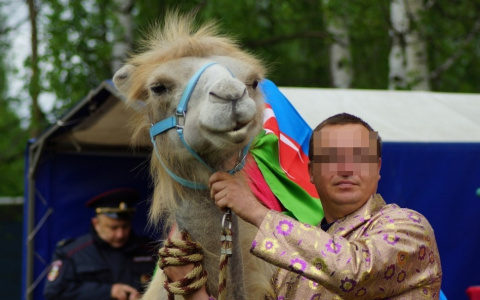 В Кирове продают верблюдицу Люсю за 200 тысяч рублей