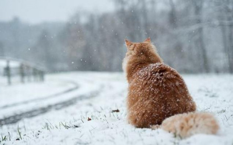 Выходные в Кирове будут солнечными, но морозными: подробный прогноз погоды