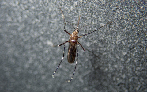 В РАН заявили о возможном исчезновении комаров из-за теплой зимы