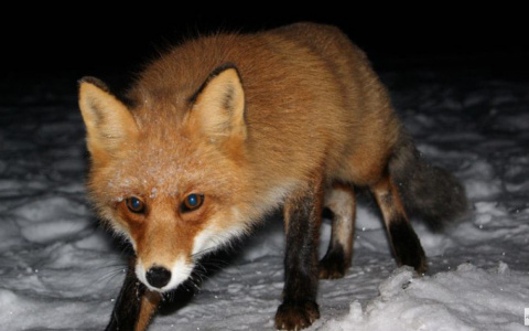 В Кировской области зарегистрирован первый в году случай бешенства