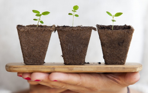 В Киров привезли сорта ягод-гигантов с огромной урожайностью