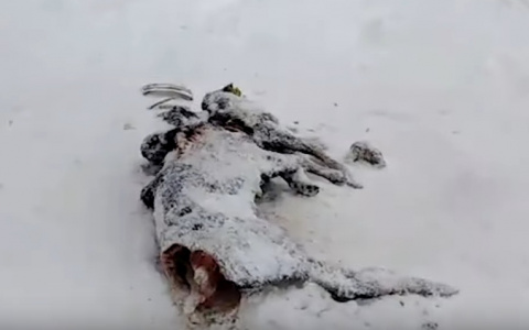 Прокуратура подтвердила причастность депутата ОЗС к свалке с трупами животных в Зуевском районе