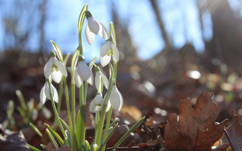 Синоптики прогнозируют раннюю весну в центральной России