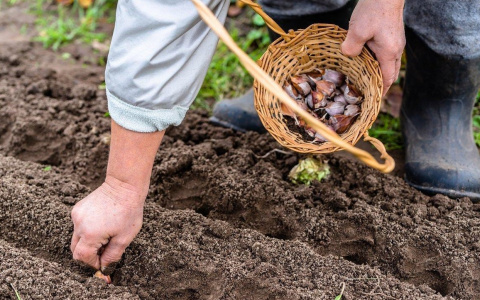 Календарь садовода 2020: что важно учесть до начала посадок?