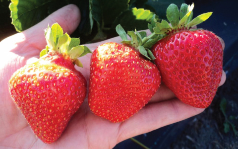 Ягоды-гиганты и вечно зеленые кустарники: В Киров привезут редчайшие сорта для сада