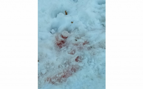 «Волки утащили четвертую собаку!»: в Кировской области хищники бродят по центру села