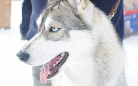 У жителя Слободского украли хаски, пока он ходил в автосервис