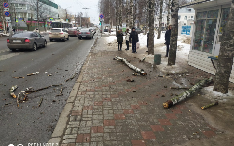 "Чуть людей не прибило": на остановку на Воровского упало дерево