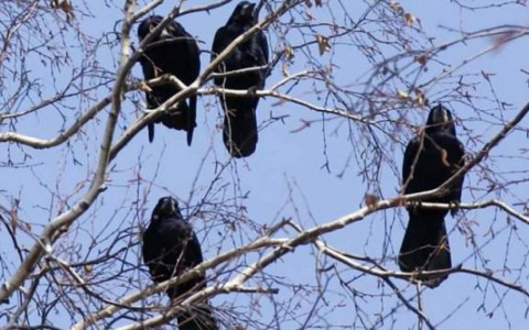 В Кировской области грачи прилетели на 3 недели раньше: орнитолог объяснил аномалию