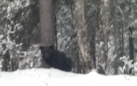 В Подосиновском районе из-за теплой зимы проснулись медведи