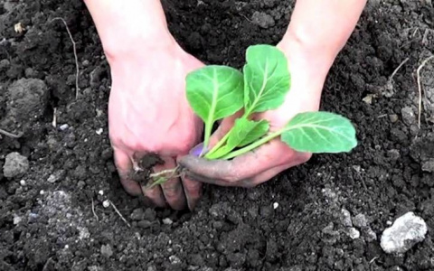 Обзор грунтов и удобрений для рассады: советы огородникам