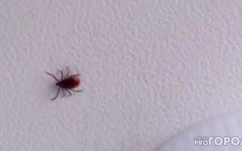 Из-за аномальной зимы клещи могут проснуться раньше обычного