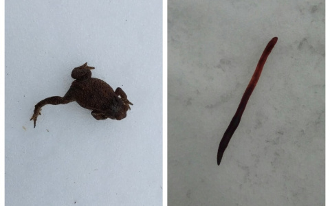 Редкая аномалия: в Кирове в начале марта заметили лягушек, гусениц и дождевых червей