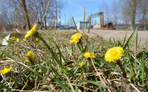 Аномально теплый март: синоптик центра "Фобос" опубликовал свой прогноз