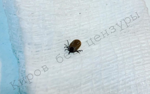 В соцсетях появилась информация о первом укусе клеща в Кирове